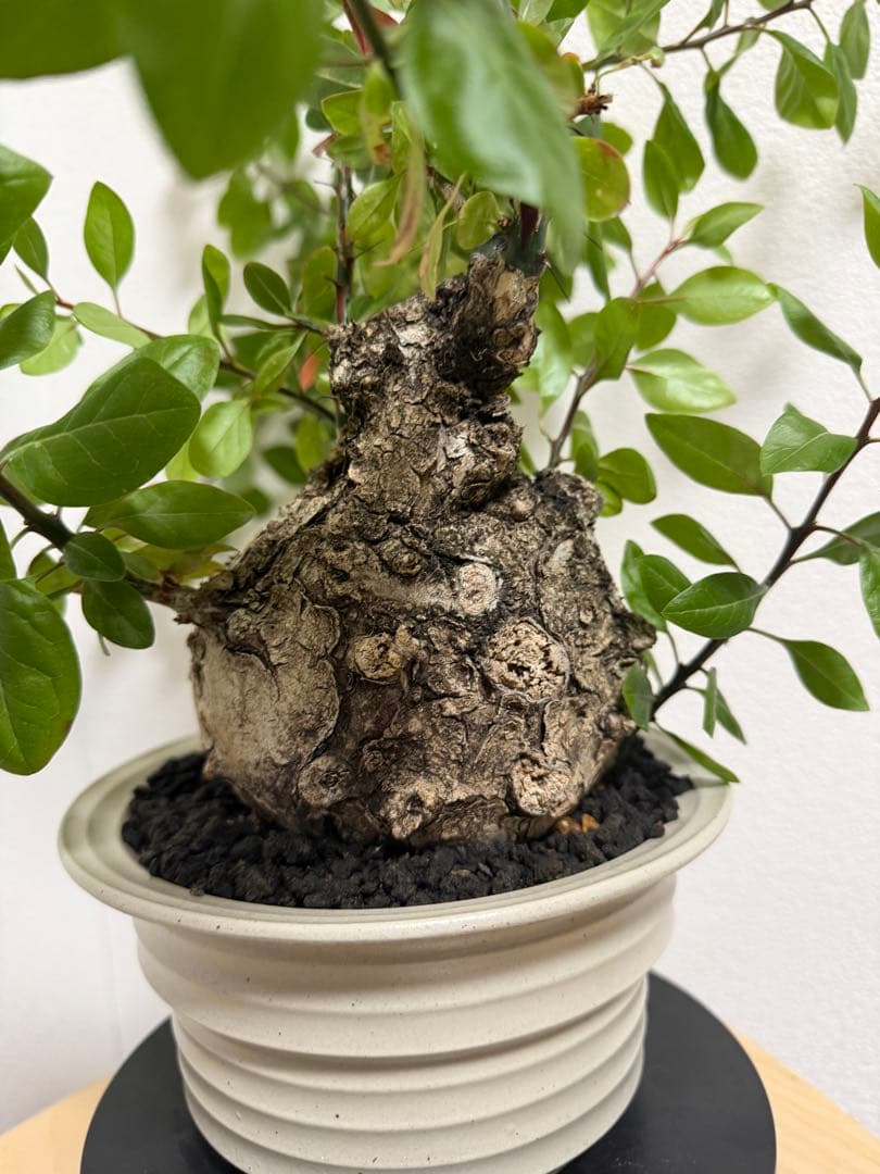 フォークイエリア　ファシクラータ　扁平