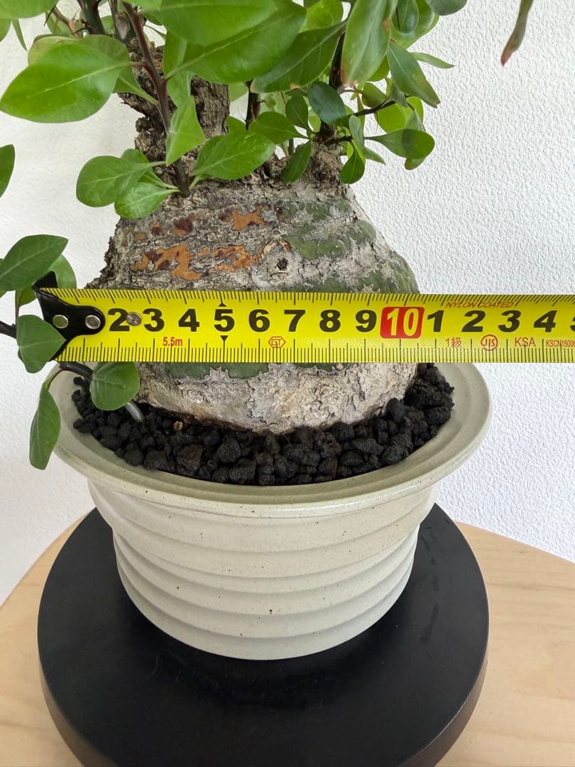 フォークイエリア　ファシクラータ　扁平