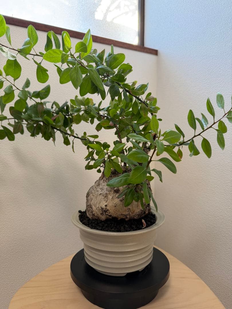 フォークイエリア　ファシクラータ　扁平