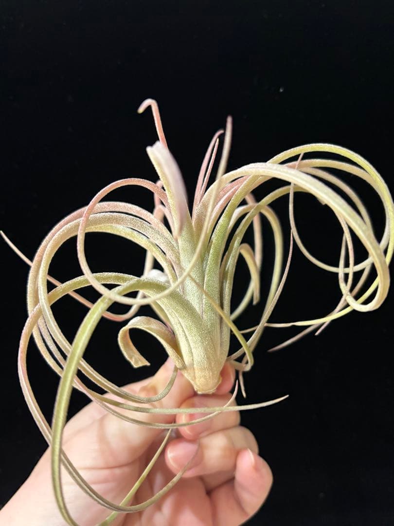 りく 'Jumping For Joy' A31012 RFI