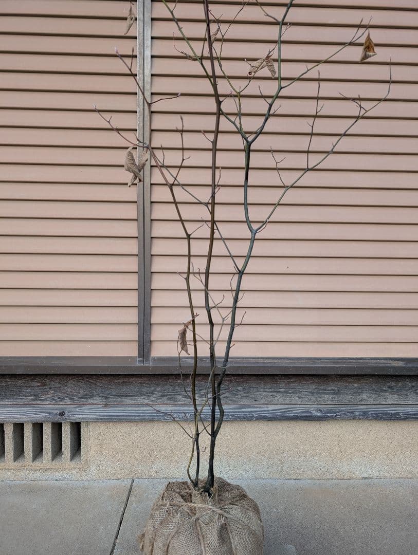 クロモジ　株立