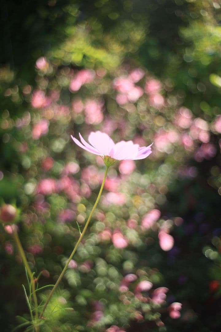 《銘珍玉》KOMURANON 28mm F2.5【良品】