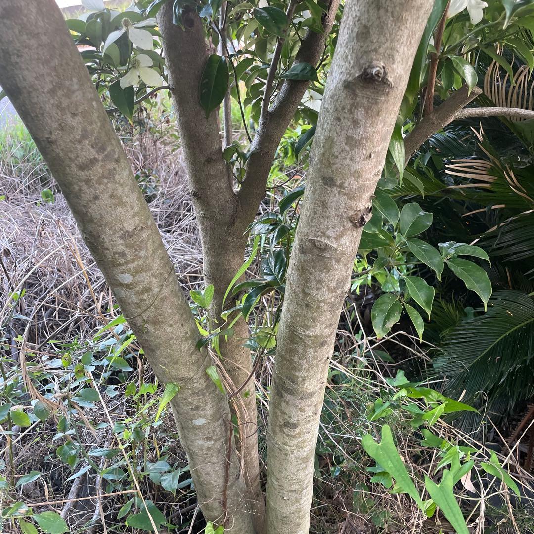 常緑ヤマボウシ 月光 株立