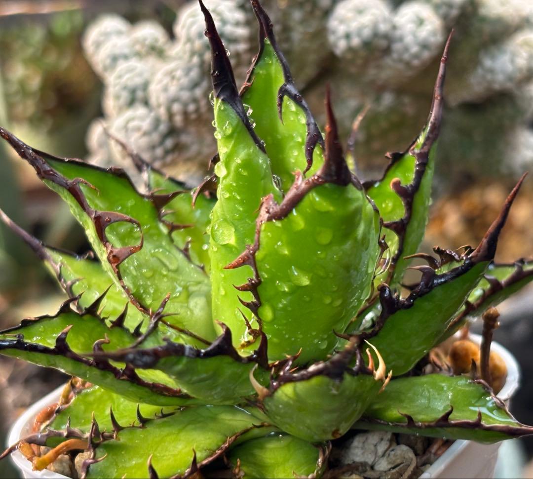 実生 強棘ホリダ 検索)オアハカ オテロイ チタノタ アガベ fo-076