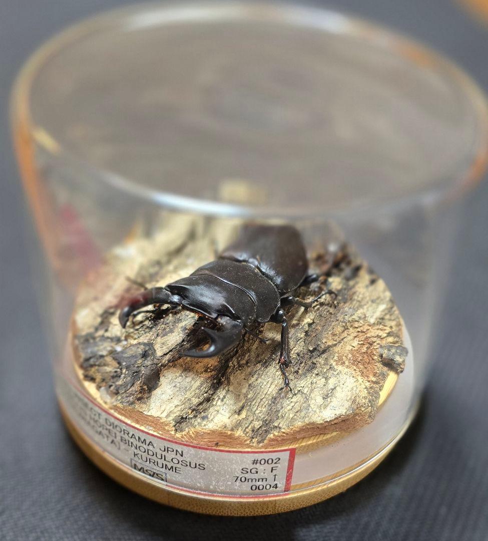 オオクワガタ ミヤマクワガタ 標本 ジオラマ 風