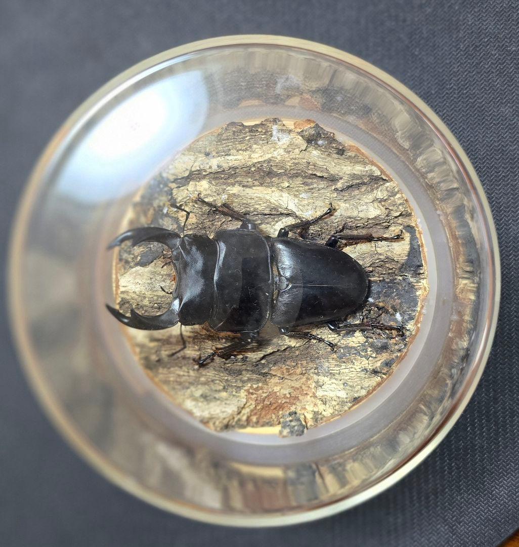 オオクワガタ ミヤマクワガタ 標本 ジオラマ 風