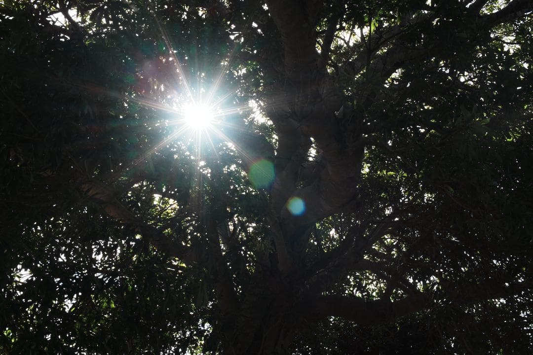 【整備＆テスト済】Nikon Ai Nikkor 50mm F1.4 221