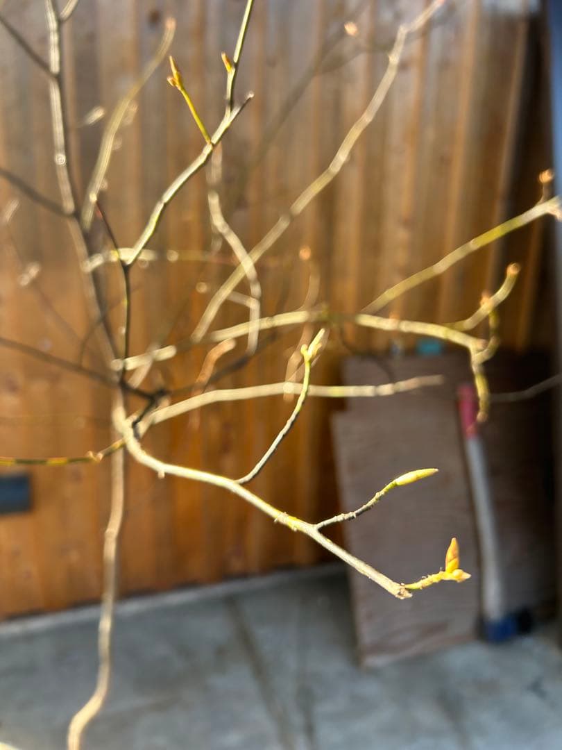 天然山取りクロモジ　大型苗木　250cm