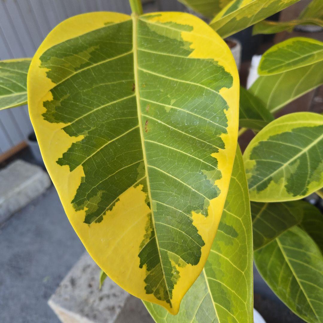 ⑥　フィカス　アルテシマ　曲がり仕立て８号　最高等級