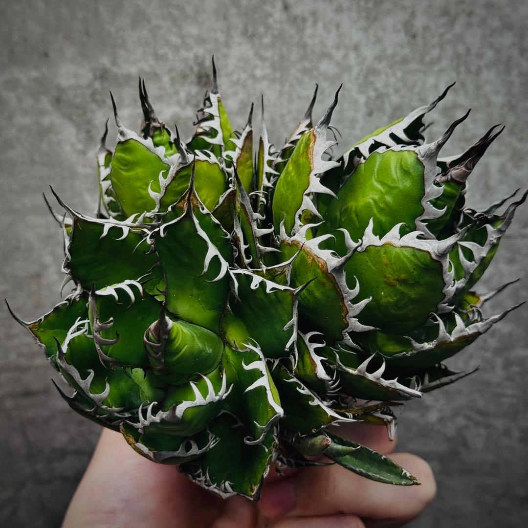 ノ*リ様 多肉植物・アガベ・チタノタ・ホリダ・極上強刺・三頭株