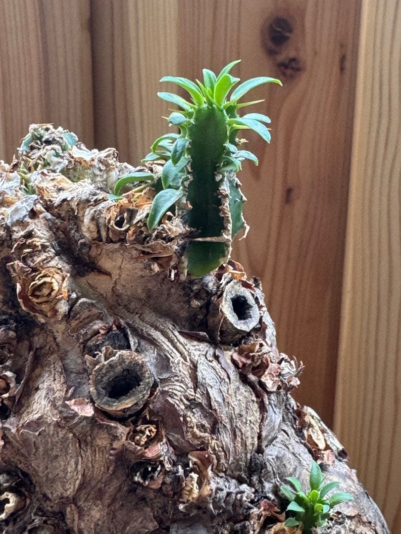 発根済　ムランジーナ　特大株　極美