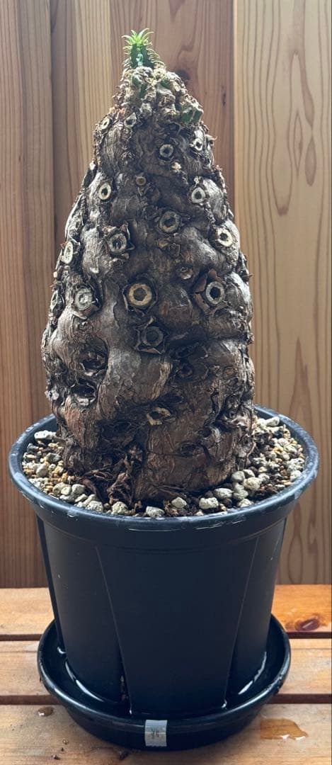 発根済　ムランジーナ　特大株　極美