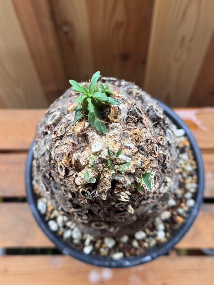 発根済　ムランジーナ　特大株　極美