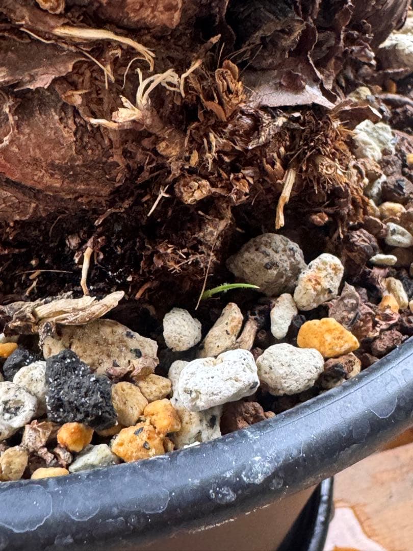 発根済　ムランジーナ　特大株　極美