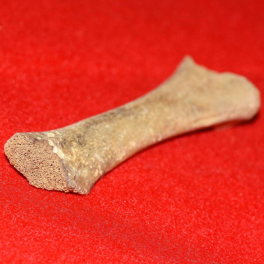 ルーマニア産 ホラアナグマの指骨化石