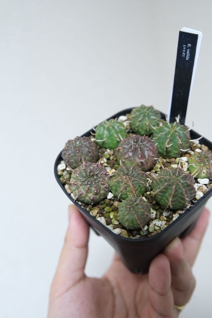 n*n様 ユーフォルビア　バリダ