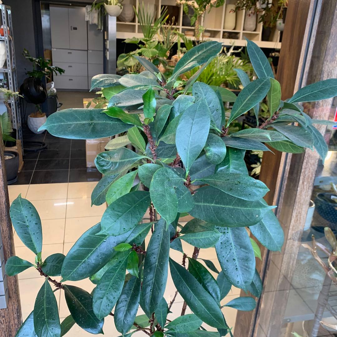 希少 フィカス キアティスティプラ