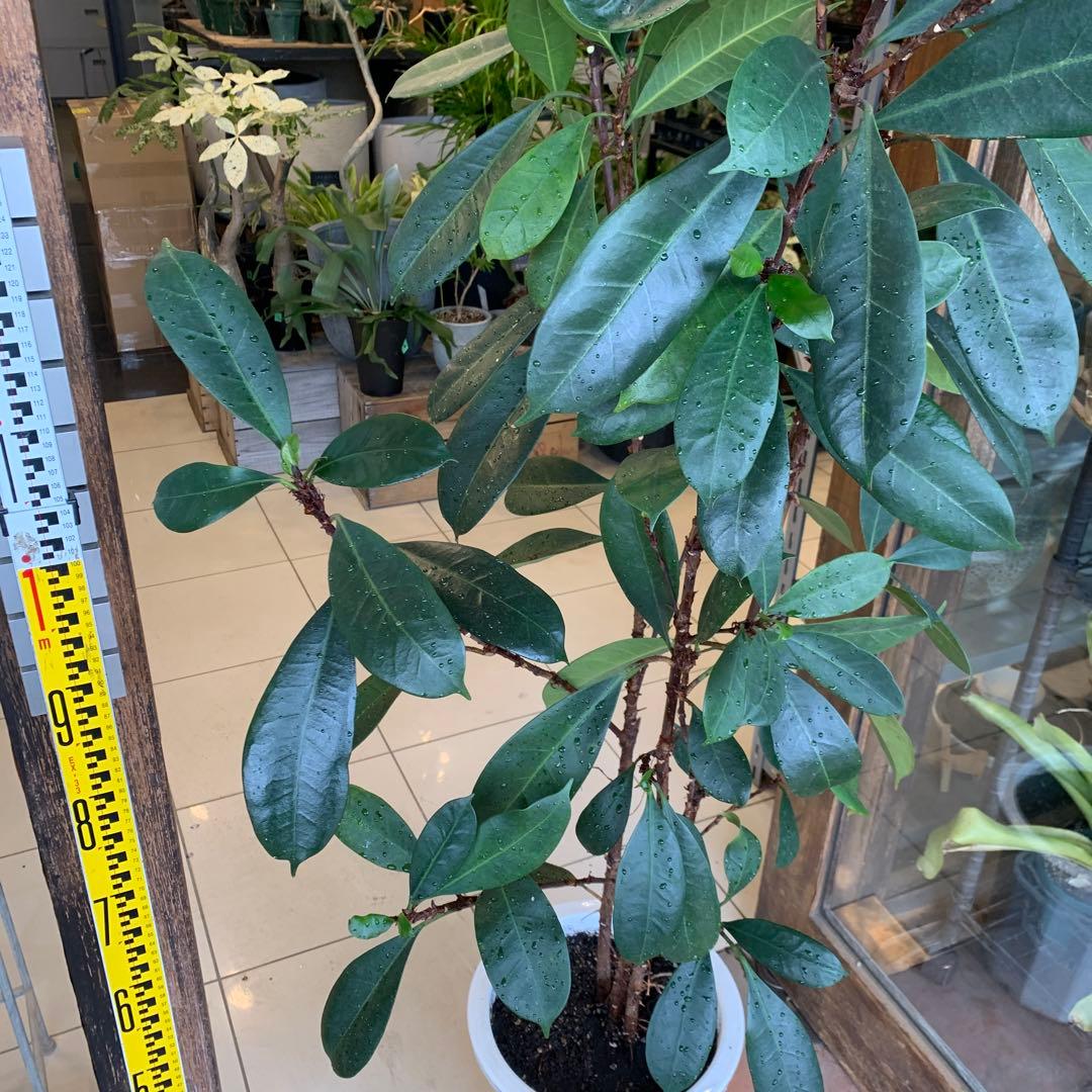 希少 フィカス キアティスティプラ