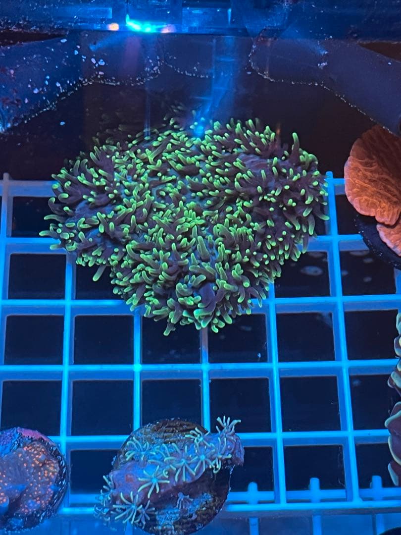 激レア　値下げ！パイナップルベティーズサーフボードセット