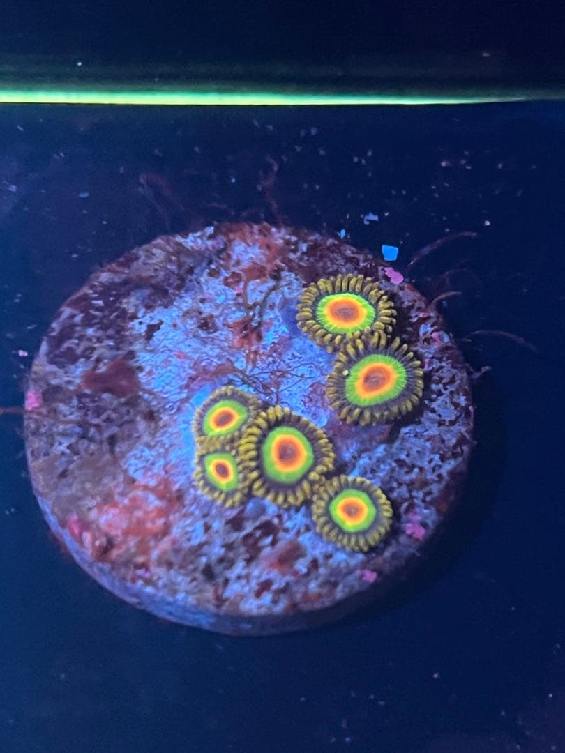 激レア　値下げ！パイナップルベティーズサーフボードセット