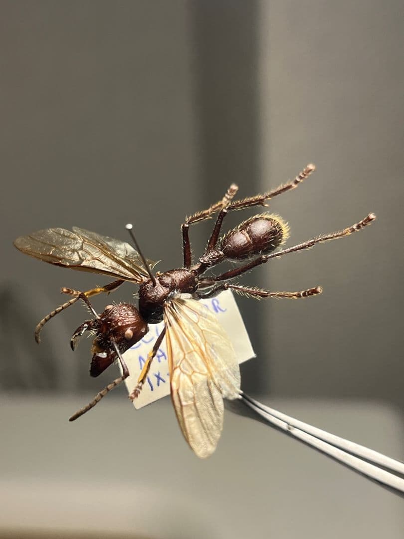 【開翅標本】パラポネラ アシナガアリ いきもの大図鑑 蟻 クロオオアリ