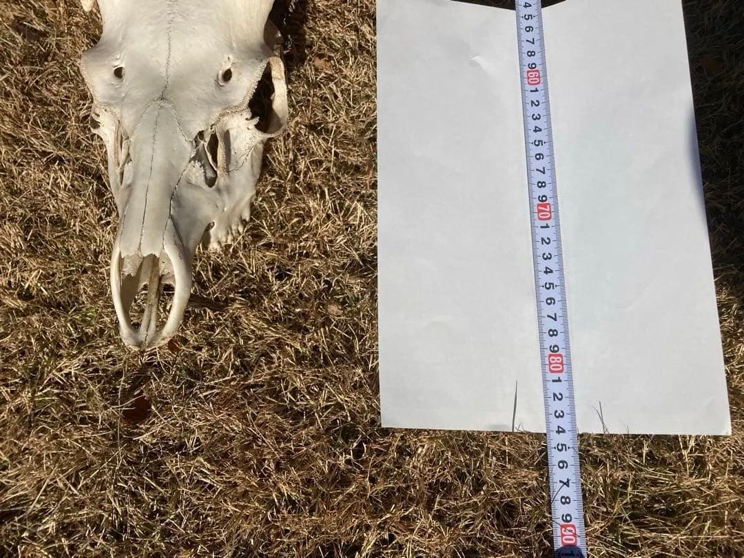 ニホンシカの頭骨　鹿の角 三段角　ハンティングトロフィー No.1