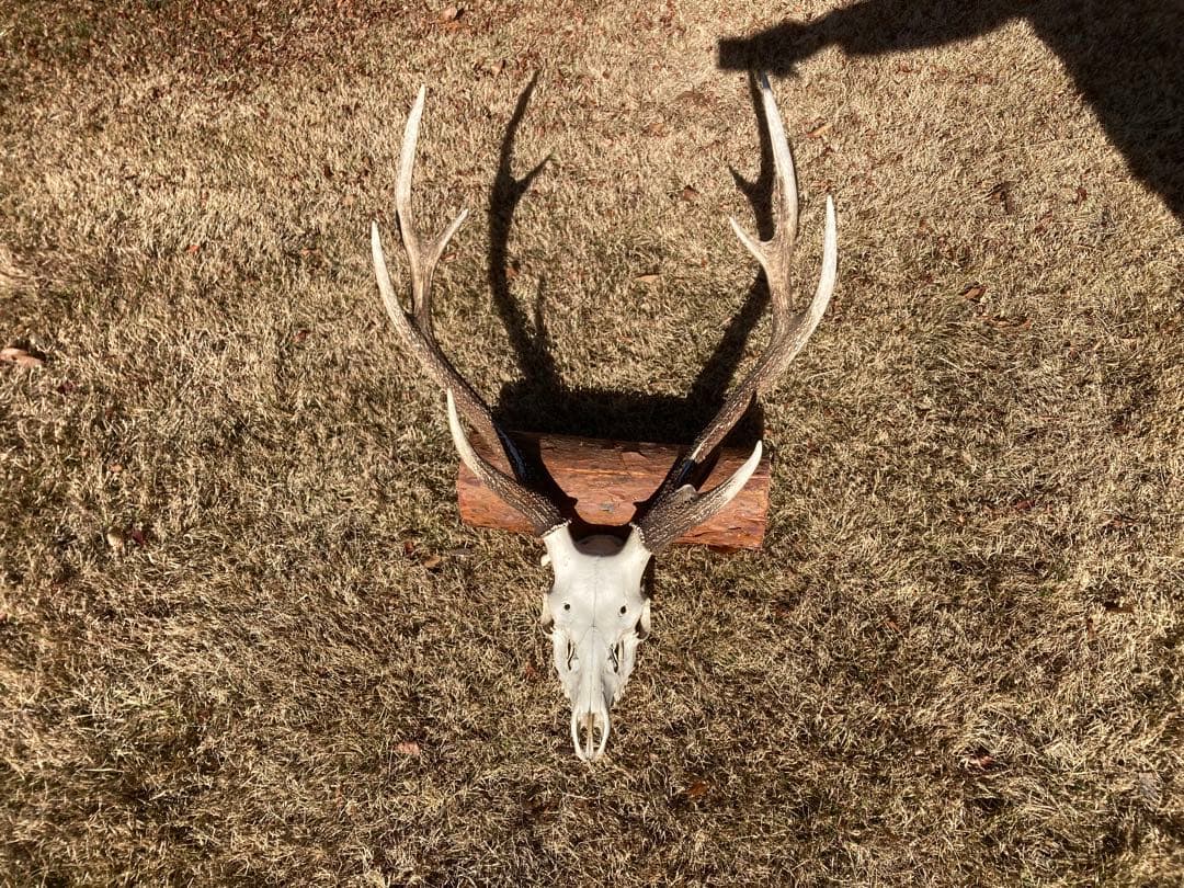 ニホンシカの頭骨　鹿の角 三段角　ハンティングトロフィー No.1