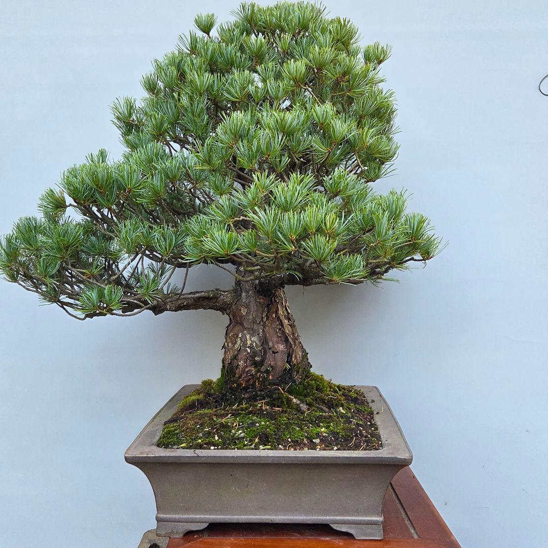 五葉松　[模様木]　大品盆栽