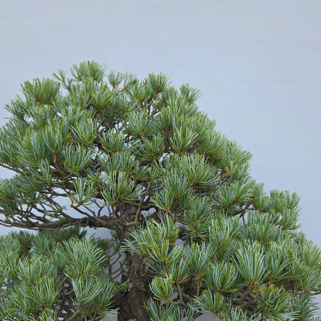 五葉松　[模様木]　大品盆栽