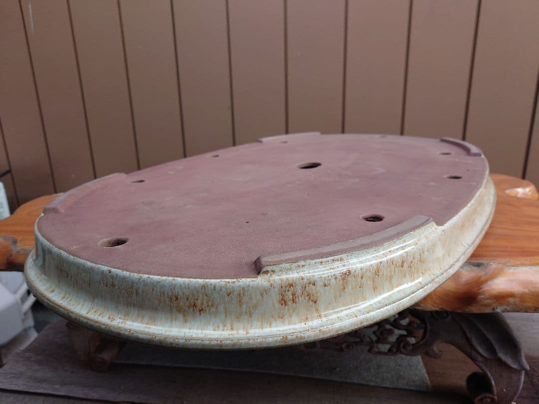 盆栽　鉢　緑巳斉春松　幅76.8cm