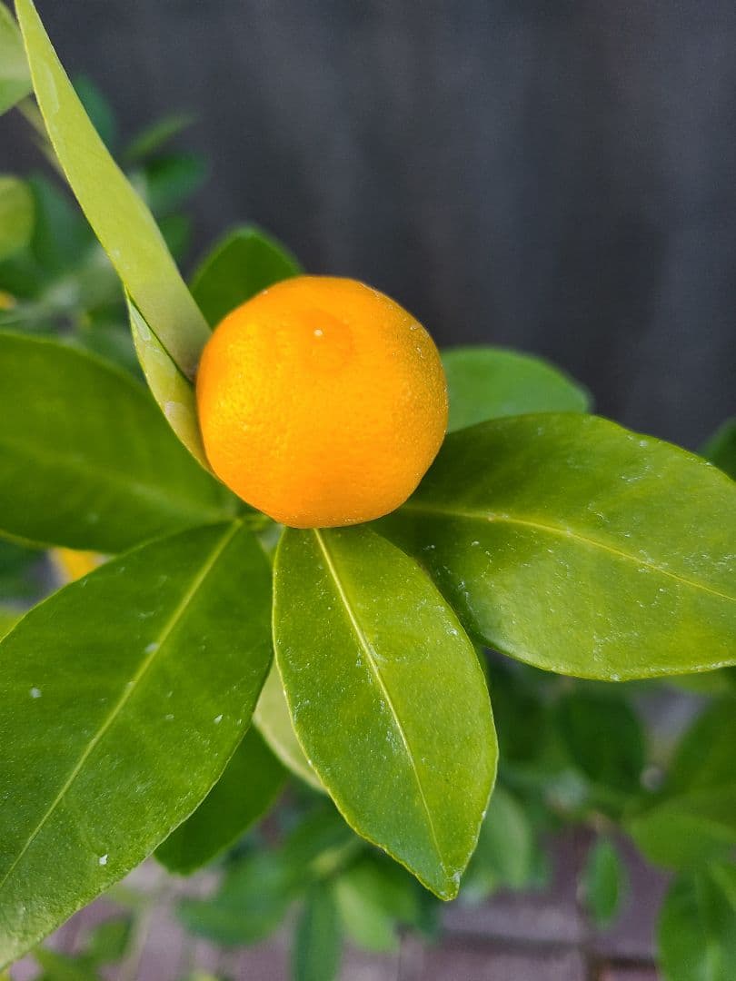 タチバナ（橘）実付き大株 5号P 接木3年生苗｜日本固有柑橘・耐寒性◎ 現品発送