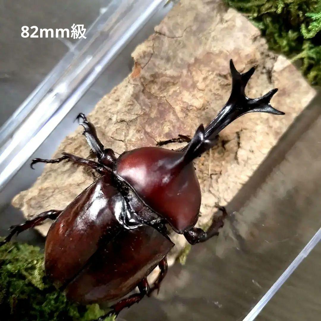 野生82mm頭角19.4mm胸角幅6mmぐらい美しいレッド赤超特大カブトムシ標本