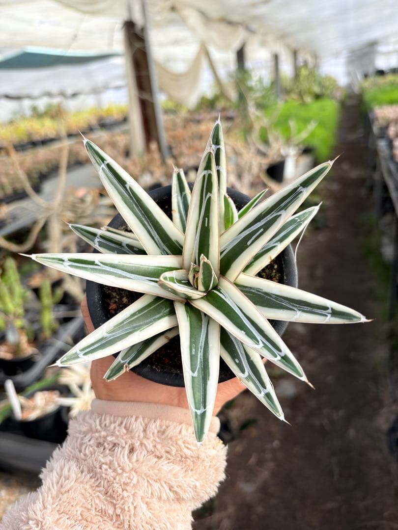 アガベ　氷山　鉢ごと　子株付き