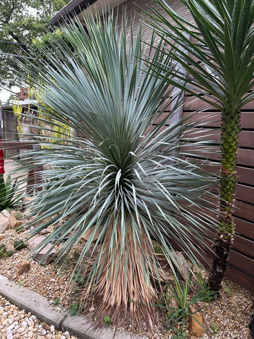 ユッカ　ロストラータ