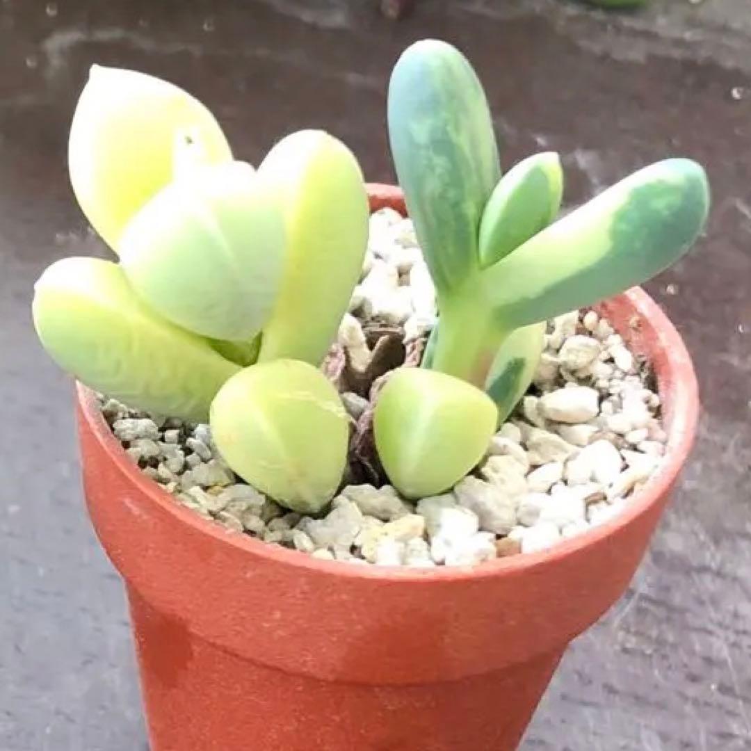 専用‼︎多肉植物^o^  レーマニー錦