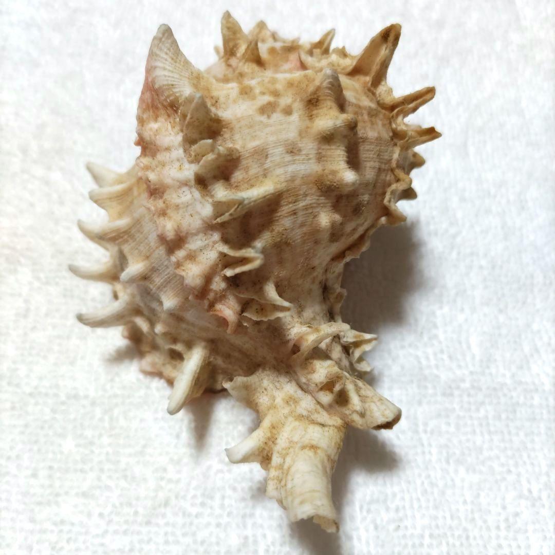 【希少】1960年 オーストラリア 木曜島 紅岩石 藤井富太郎氏 ゆかりの品