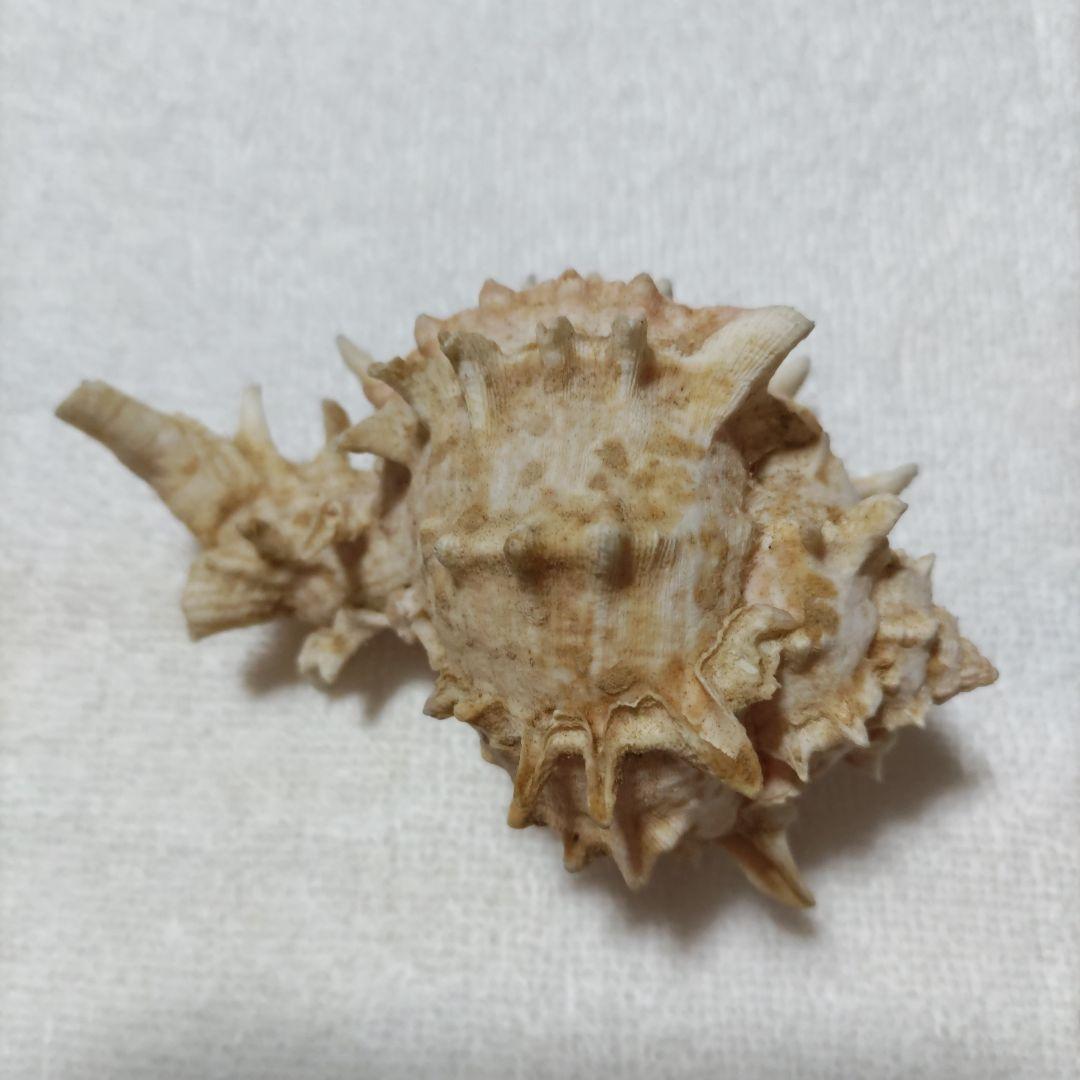 【希少】1960年 オーストラリア 木曜島 紅岩石 藤井富太郎氏 ゆかりの品