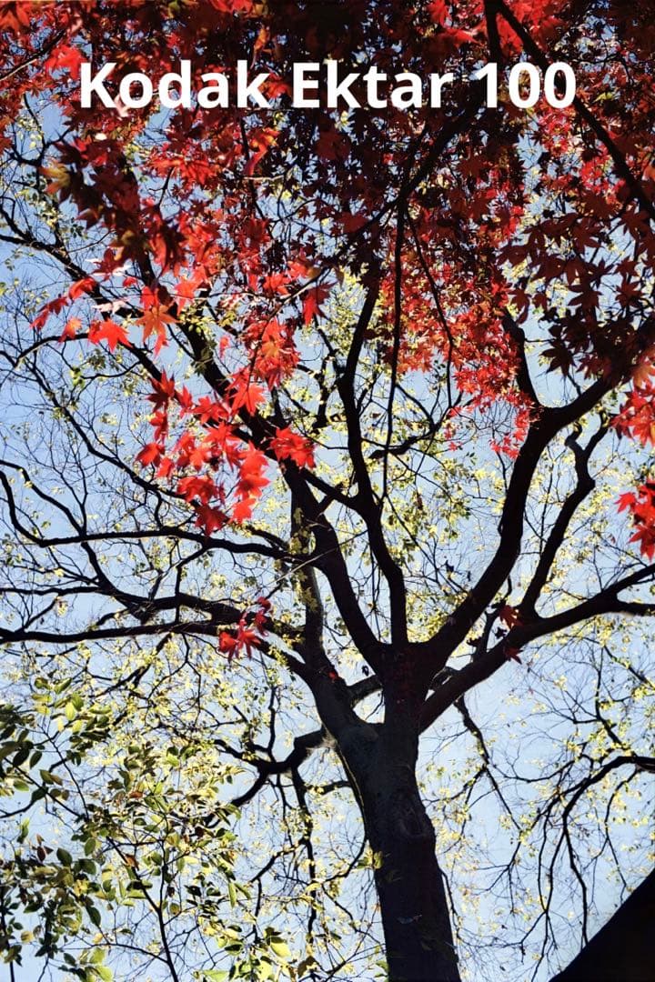 分解整備済Canon QL19 GIII フィルムカメラ 作動完璧確認 実用良品