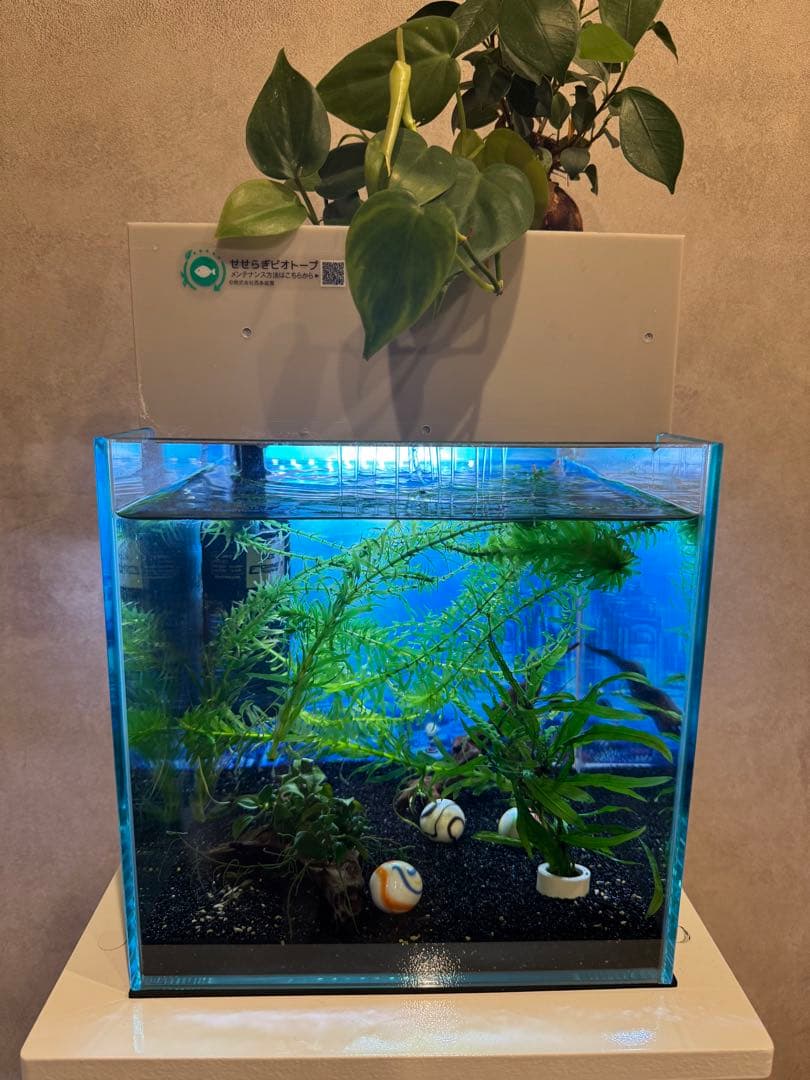 西条庭園　せせらぎビオトープ25cm型 照明付き