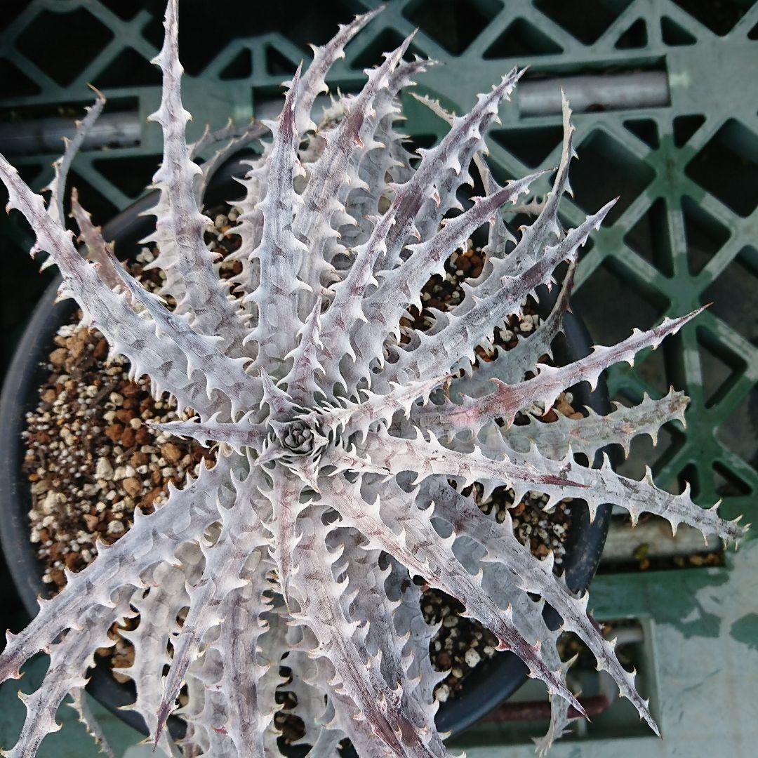 見本　途中で消します　文頭したディッキア　オレンジは⚫⚫⚫ジン