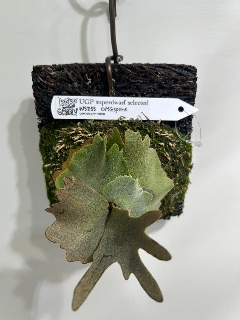 た*か様 ビカクシダ OMG spore