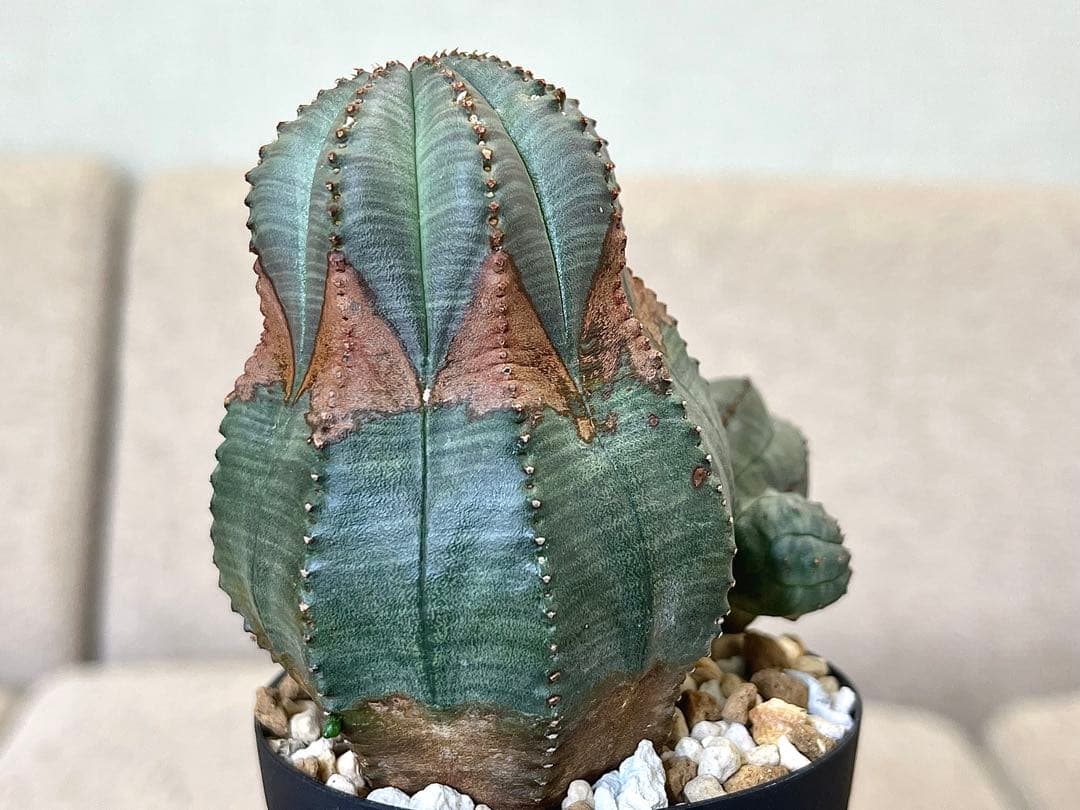 ユーフォルビア オベサ ヨーロッパ株 コレクション アロー 木質化