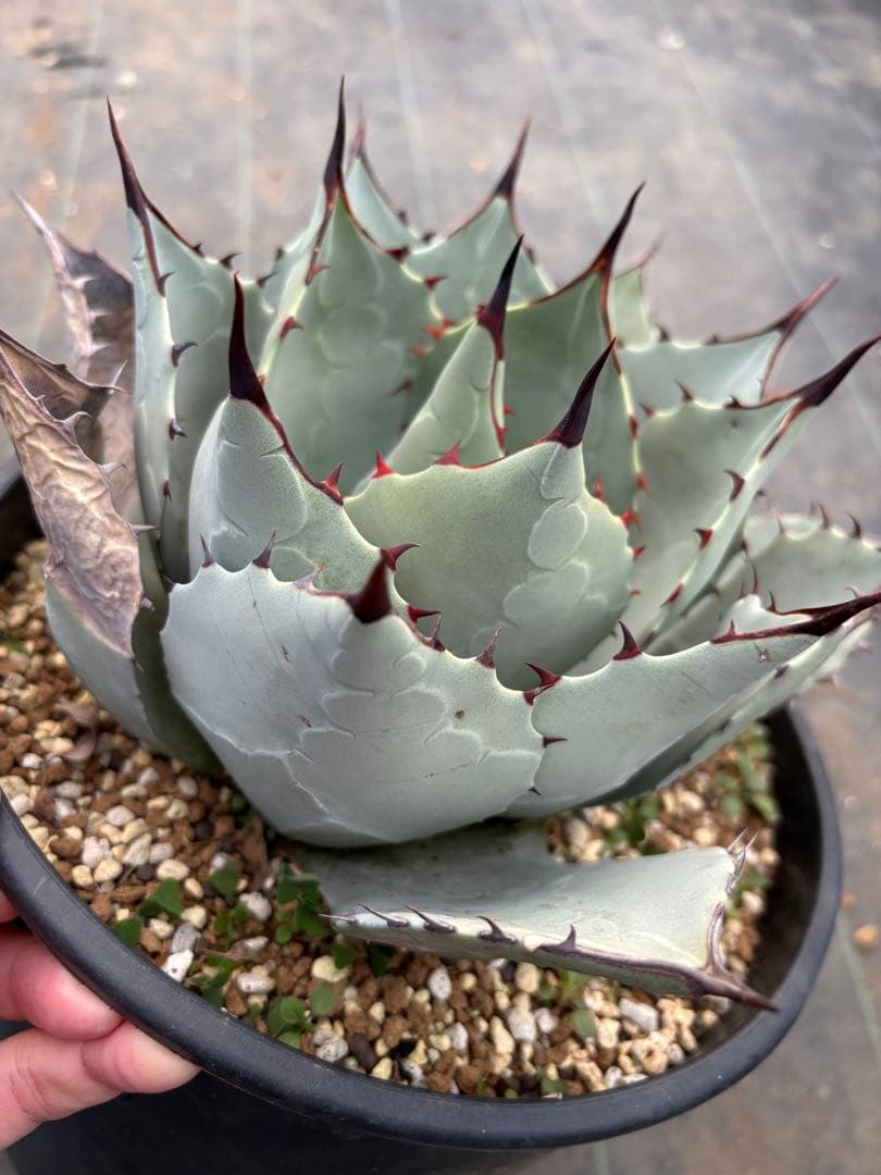 アガベ　パリーハイブリッド　検索　リップルエフェクト　オリザバ