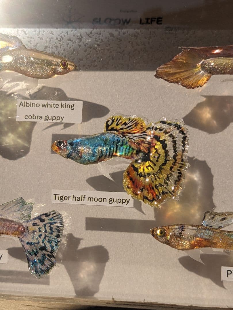 グッピー（5種）　標本箱