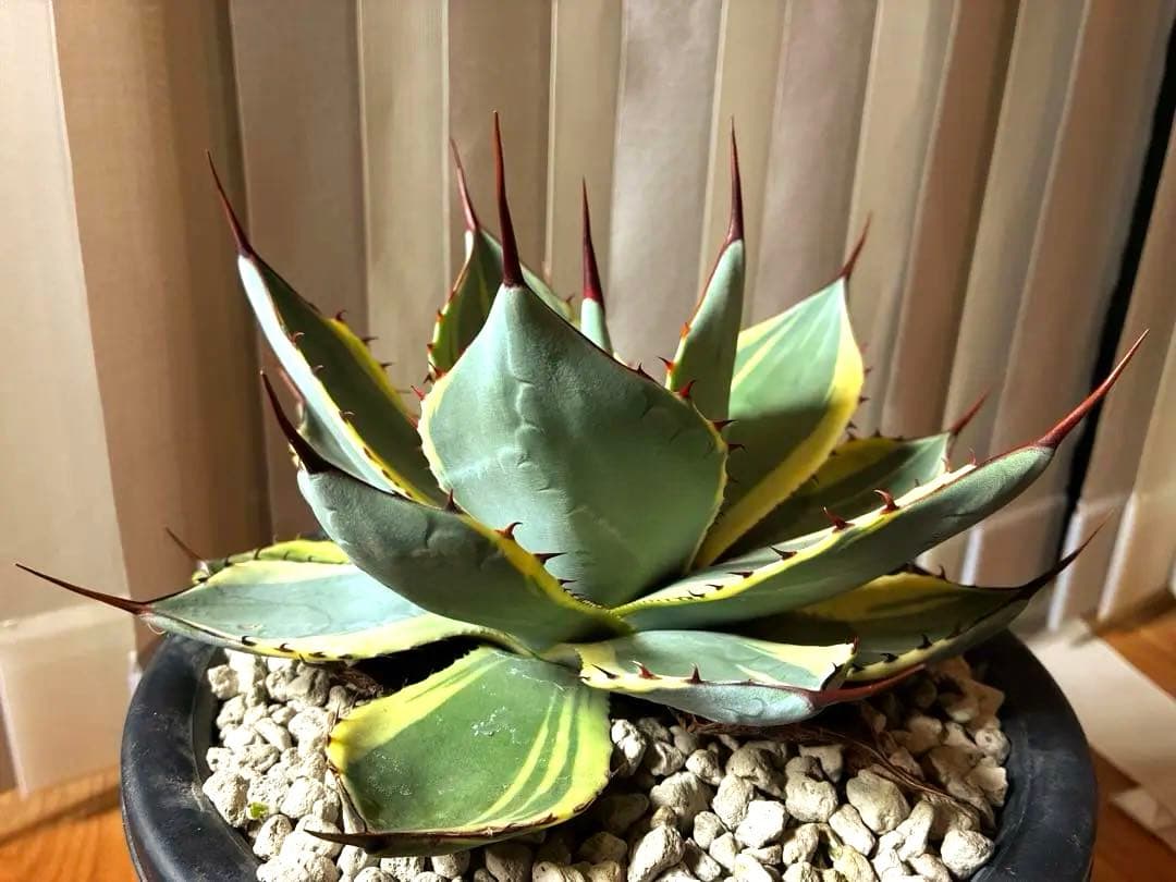 パリートランカータ　オリザバ※ランナー付き　葉幅30cm