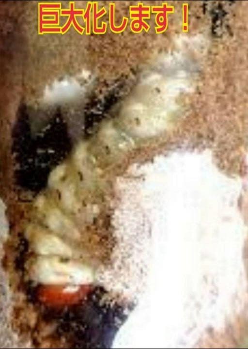 極上！黒アワビタケ菌糸瓶【10本】初令、2令に最適なサイズ！ニジイロクワガタに！