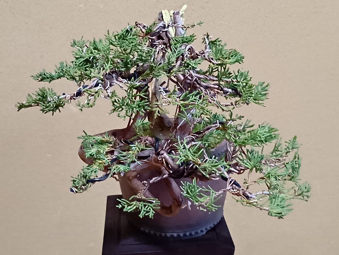 糸魚川真柏‼️値下げ‼️