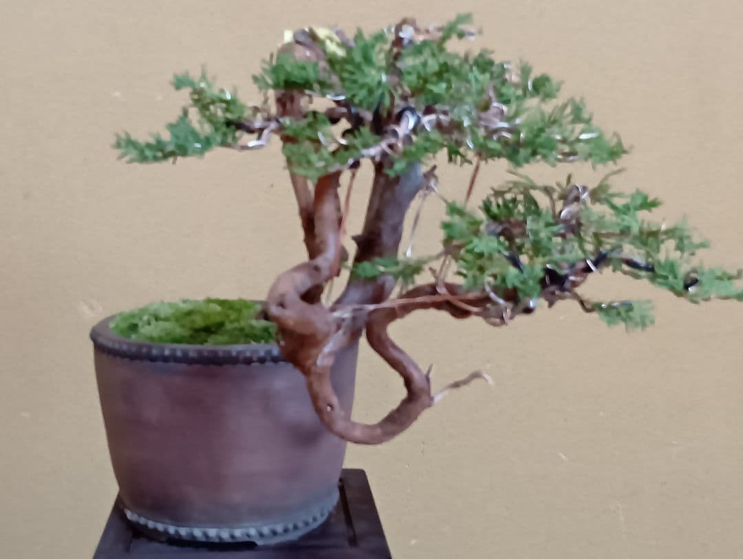 糸魚川真柏‼️値下げ‼️