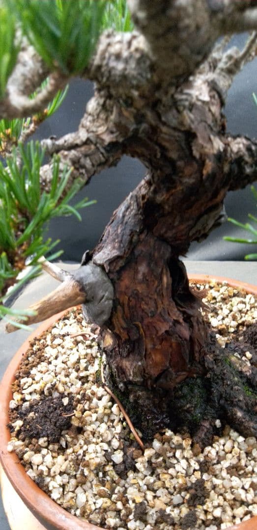 貴風盆栽五葉松