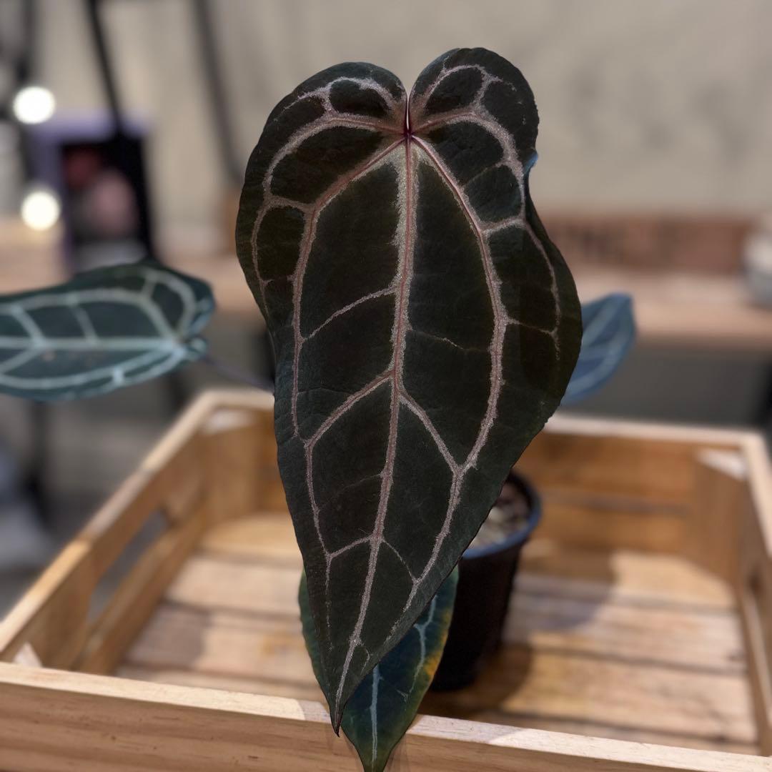 マ*ン様 53 アンスリウム　’パープルクリスタリナム‘ 色濃いめ